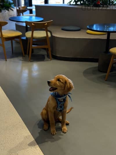 golden retriever puppy