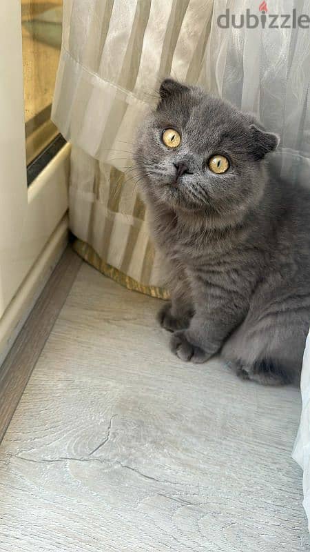 Pretty Scottish Fold girl 1