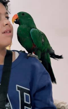 Eclectus parrot  ببغاء الأكليكتوس 0