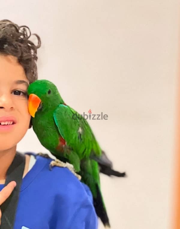 Eclectus parrot  ببغاء الأكليكتوس 1