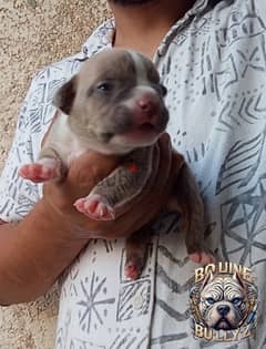 American bully  boket  male 0