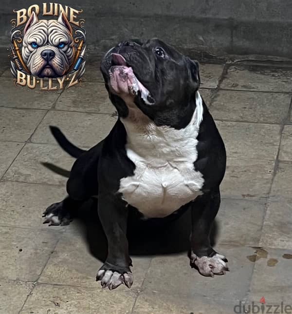 American bully  boket  male 2