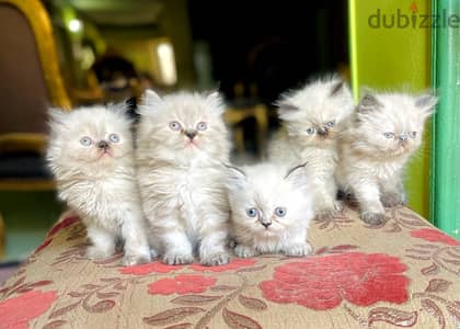 قطط هيمالايا -himalayan cats