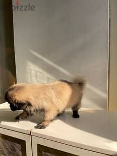 Pure Pekinawa puppy…. . كلاب بيكنواه بيور 0