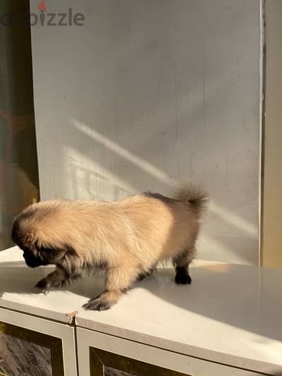 Pure Pekinawa puppy…. . كلاب بيكنواه بيور