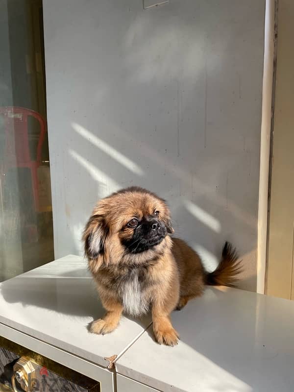 Pure Pekinawa puppy…. . كلاب بيكنواه بيور 1