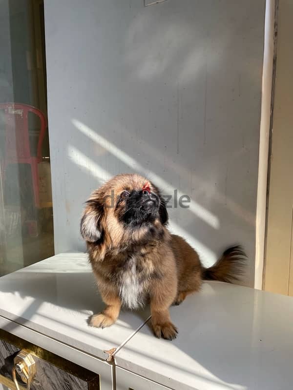 Pure Pekinawa puppy…. . كلاب بيكنواه بيور 2