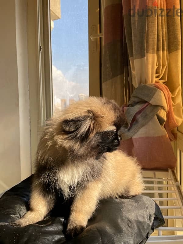 Pure Pekinawa puppy…. . كلاب بيكنواه بيور 3