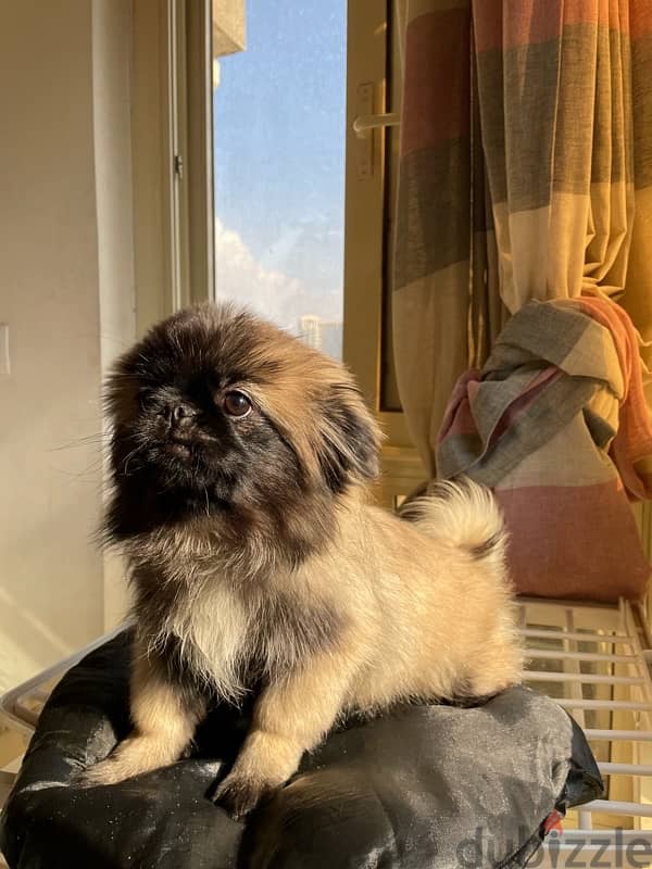 Pure Pekinawa puppy…. . كلاب بيكنواه بيور 5