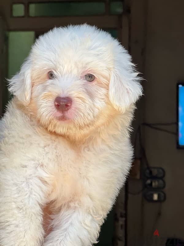 havanese puppy pure 1