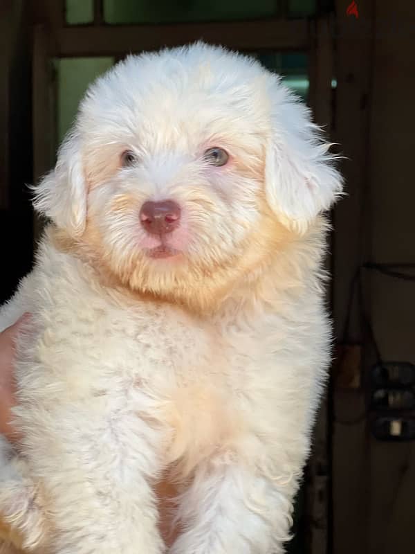 havanese puppy pure 2