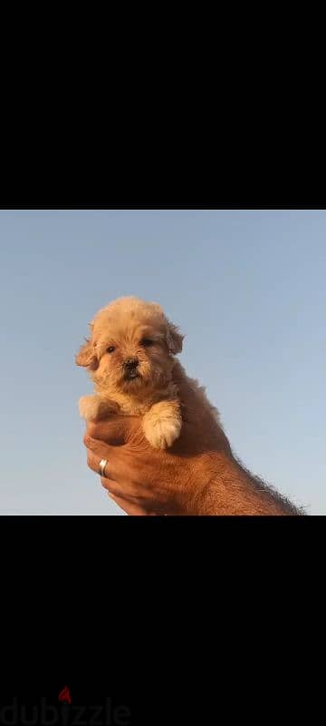 maltipoo