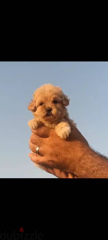 maltipoo 2