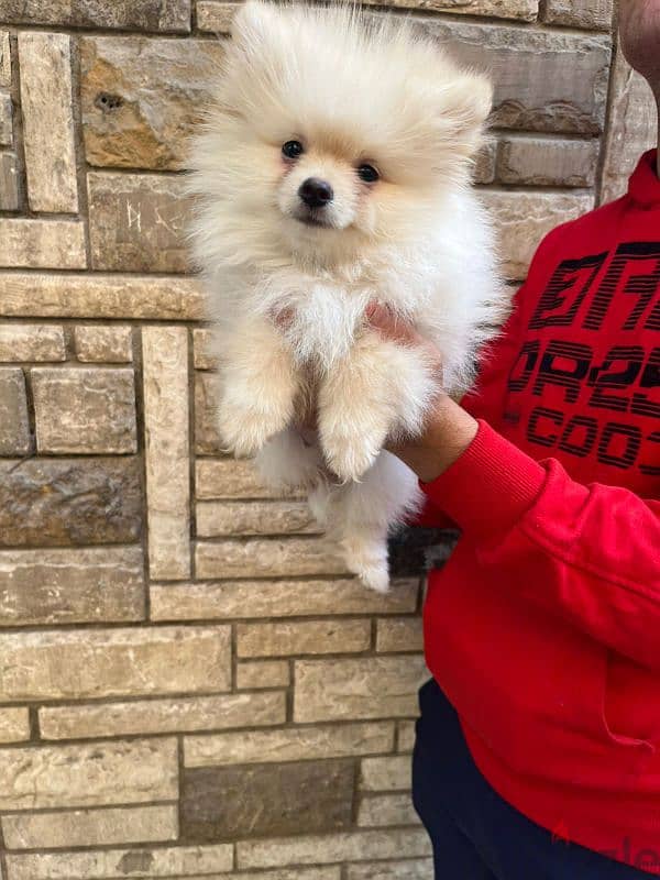 Pomeranian 0