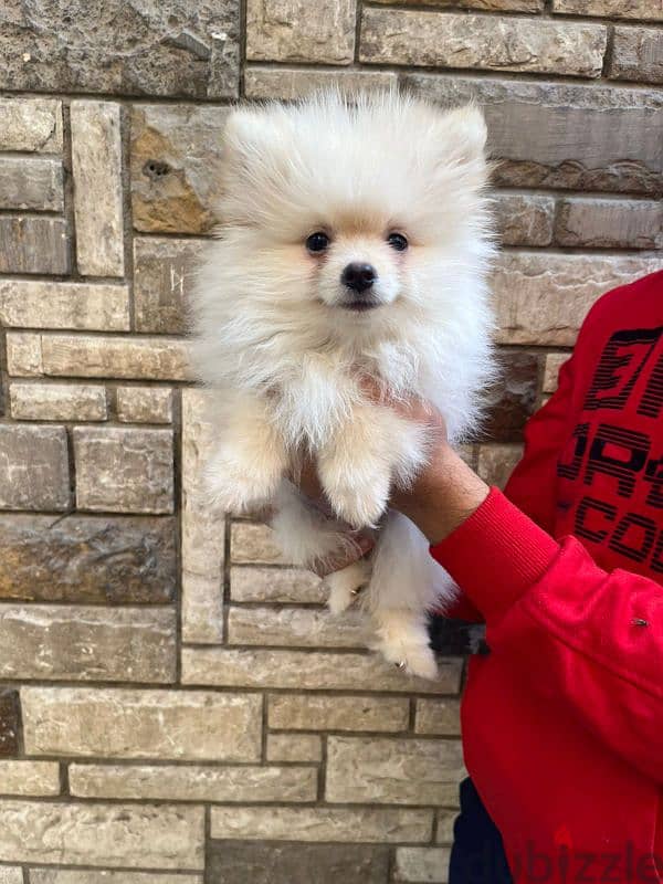 Pomeranian 2