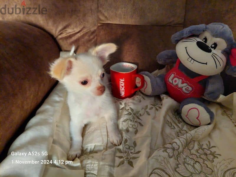 Amazing chihuahua mini apple head 2 month 3