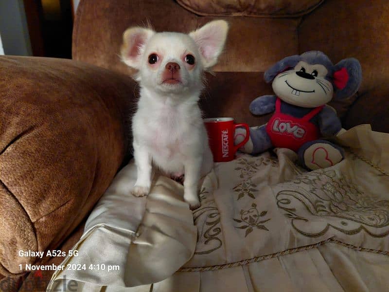 Amazing chihuahua mini apple head 2 month 5