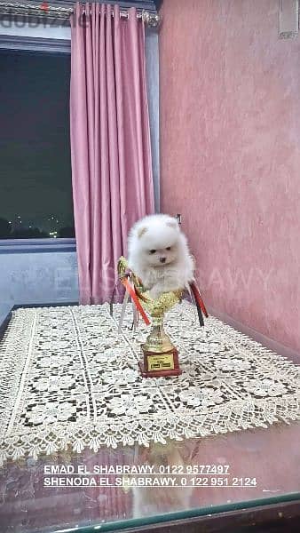 جرو بومرينيان pomeranian