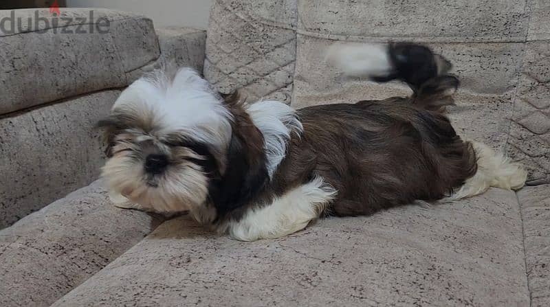 shih tzu . . شيتزو 0