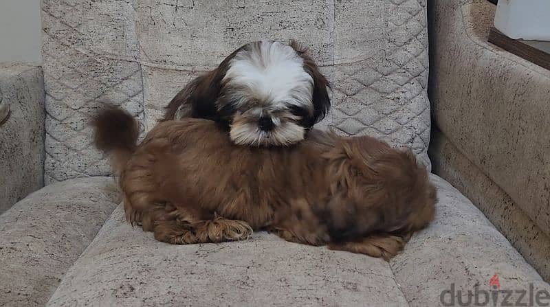 shih tzu . . شيتزو 2