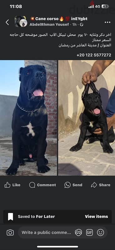 ذكر كين كورسو Cane corso 1