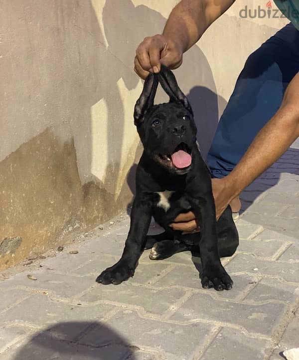 ذكر كين كورسو Cane corso 2