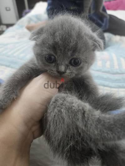 Scottish fold and straight kittens blue fur ready for reservation