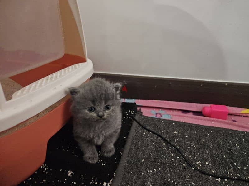 Scottish fold and straight kittens blue fur ready for reservation 1