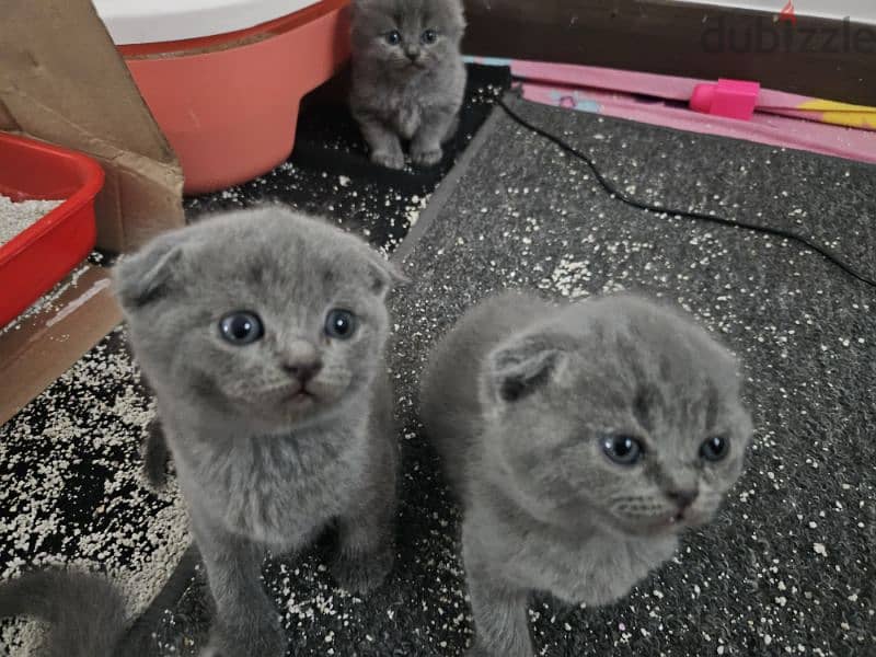 Scottish fold and straight kittens blue fur ready for reservation 2