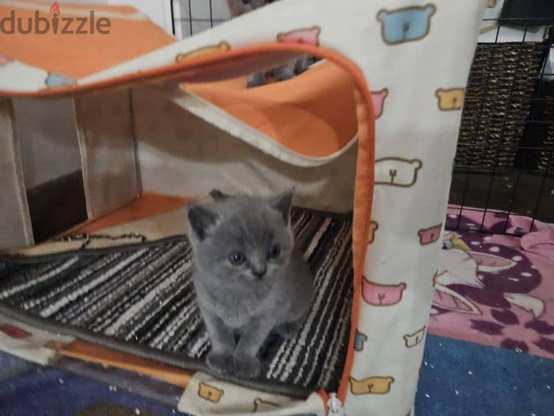 Scottish fold and straight kittens blue fur ready for reservation 3