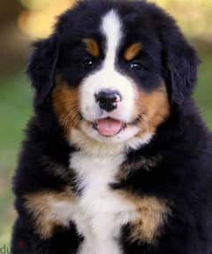 Bernese Mountain Dog For Sale Top Quality - FROM EUROPE 0