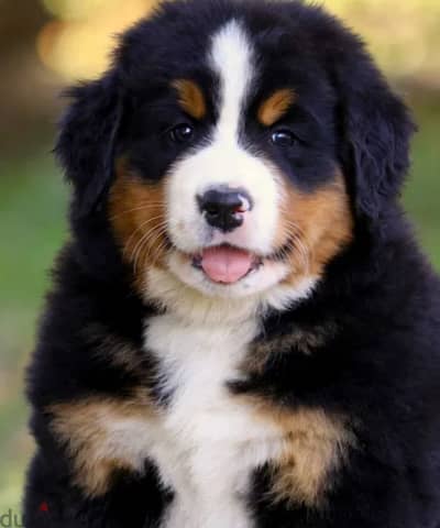 Bernese Mountain Dog For Sale Top Quality - FROM EUROPE