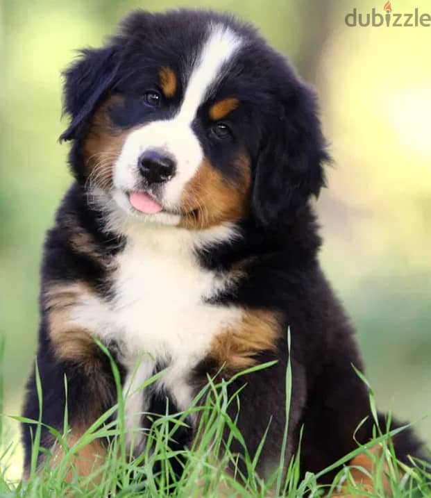 Bernese Mountain Dog For Sale Top Quality - FROM EUROPE 1