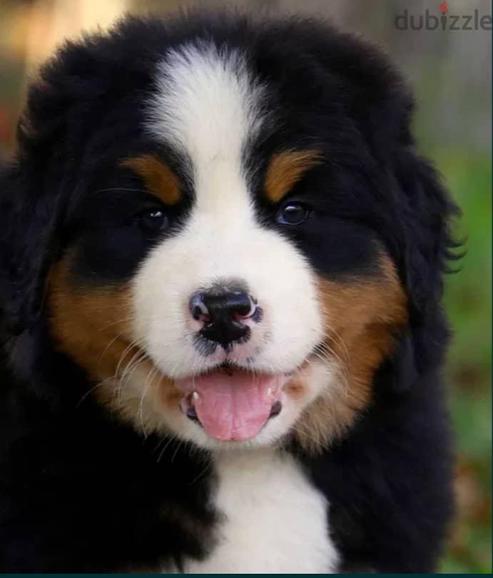 Bernese Mountain Dog For Sale Top Quality - FROM EUROPE 2