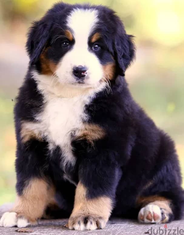 Bernese Mountain Dog For Sale Top Quality - FROM EUROPE 3