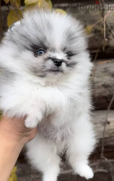 Pomeranian Teacup for Sale - Merle Color - From Europe