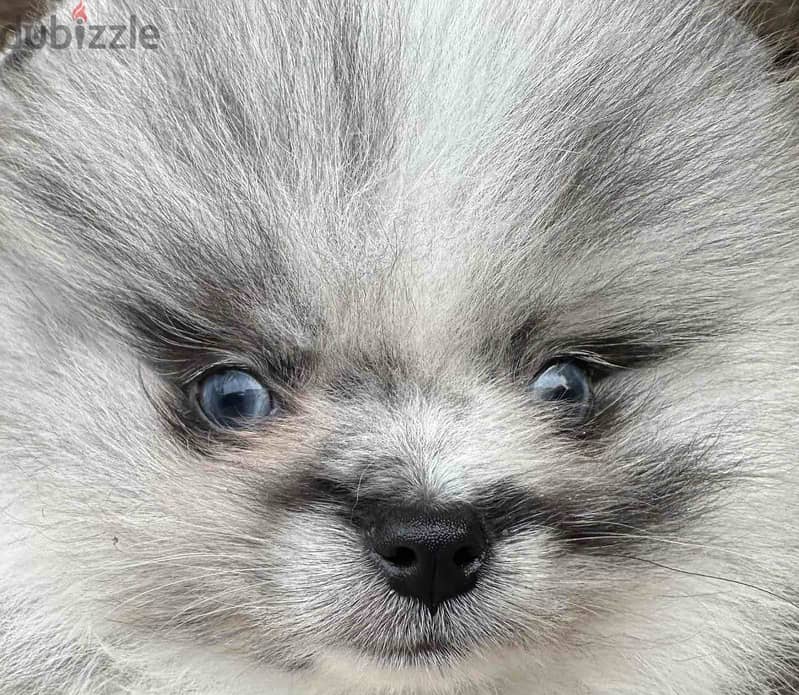 Pomeranian Teacup for Sale - Merle Color - From Europe 2