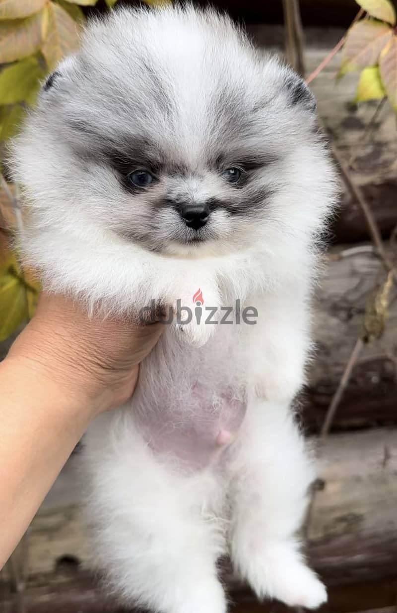 Pomeranian Teacup for Sale - Merle Color - From Europe 3