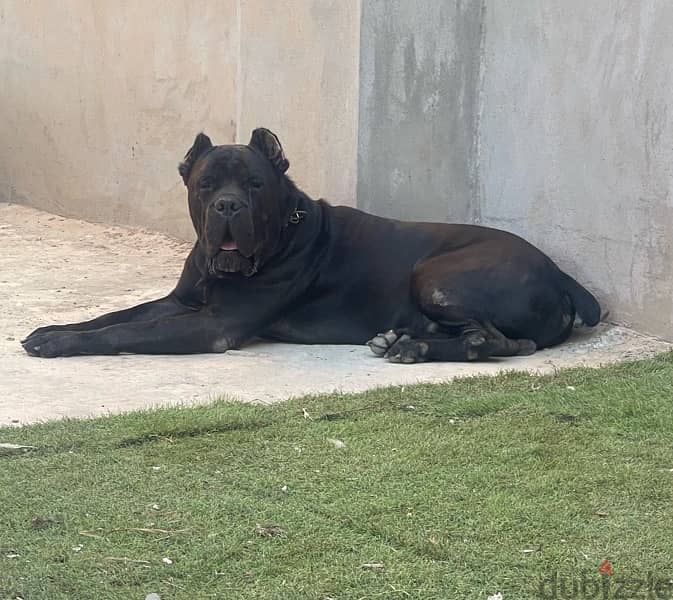 دكر كين كورسو بجميع الاوراق بيدجري ابطال عالم للزواج فقط Cane Corso 0