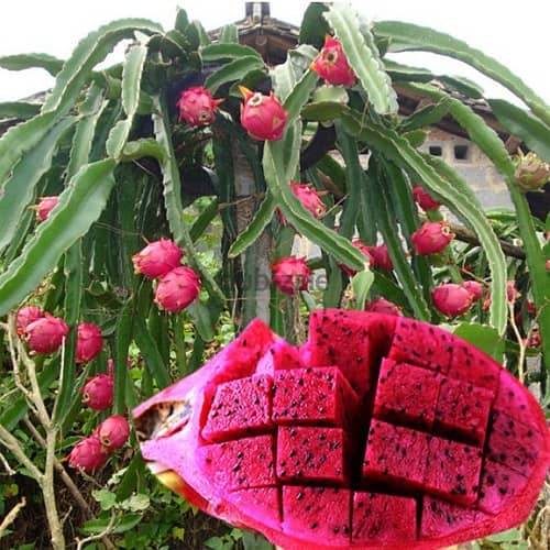 فاكهة التنين Dragon fruit 0