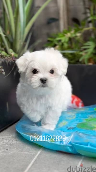 maltese puppies مالتيز