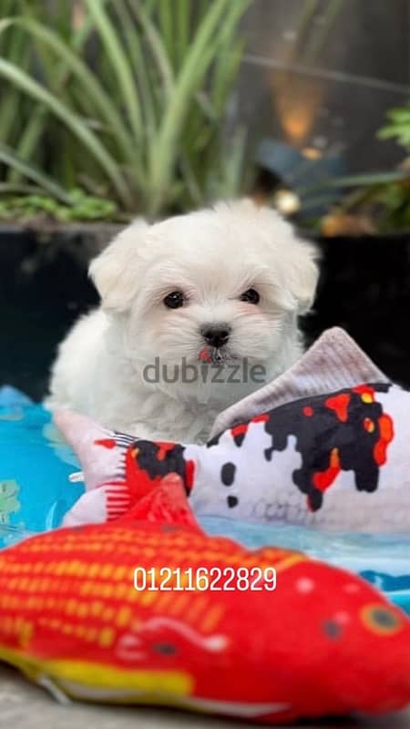 maltese puppies مالتيز 1