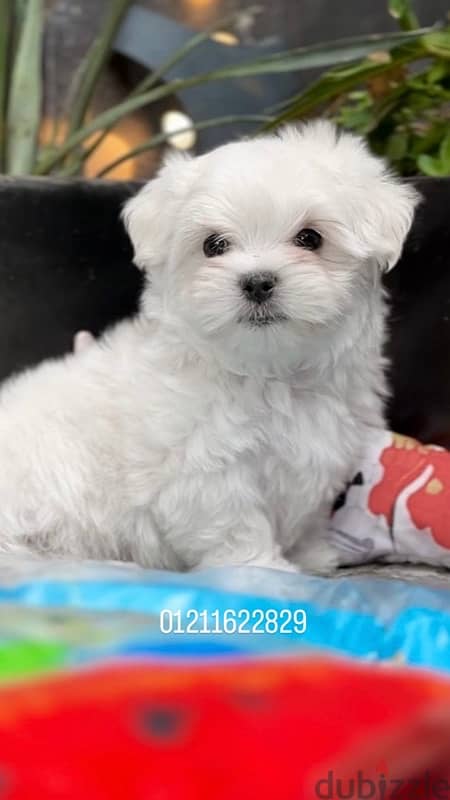 maltese puppies مالتيز 2