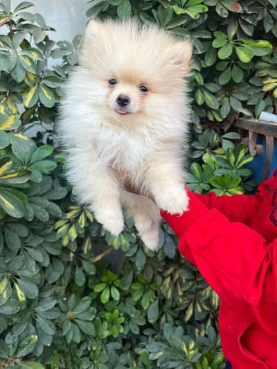 pomeranian puppies بومرينيان