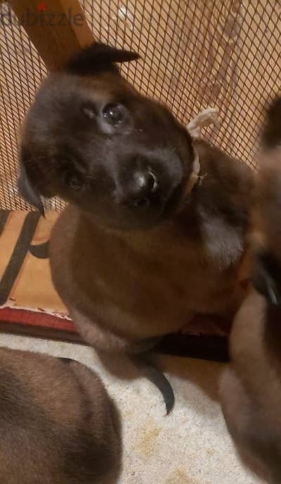 Malinois puppies for sale