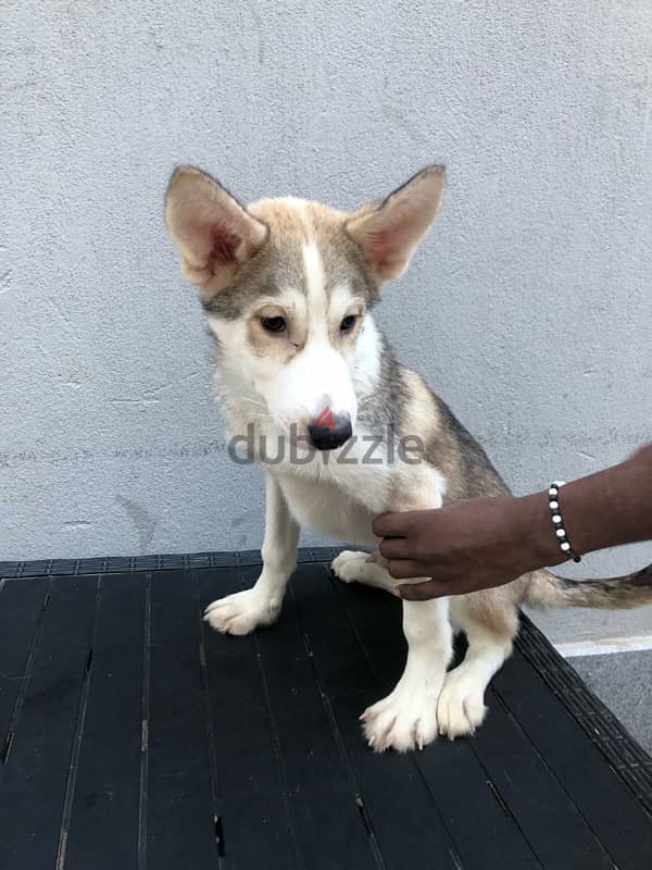 كلاب هاسكي husky dog 4