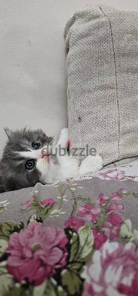 persian cat for sale