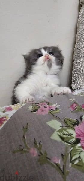 persian cat for sale 9