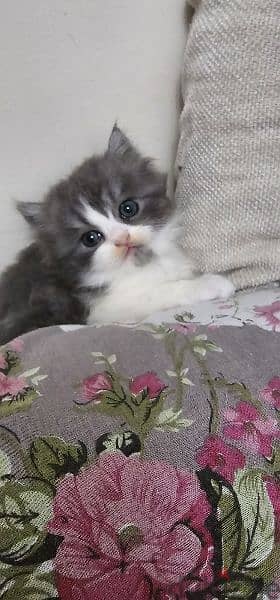 persian cat for sale 11