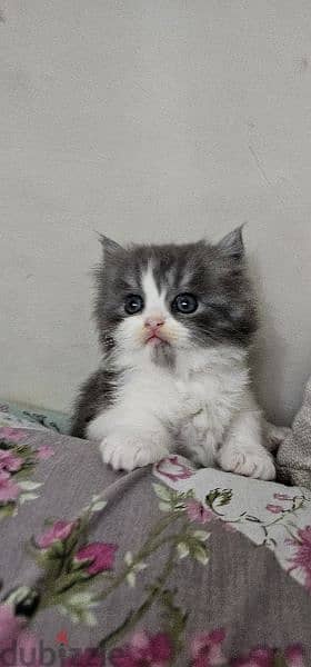 persian cat for sale 12